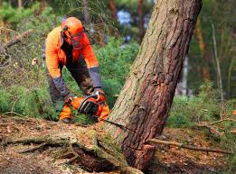 Brookmont, MD Tree Services Company