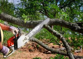 Best Storm Damage Tree Cleanup  in Brookmont, MD