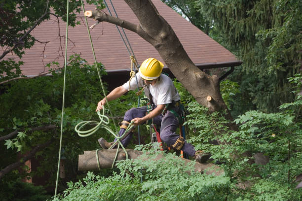 Best Tree and Shrub Care  in Brookmont, MD