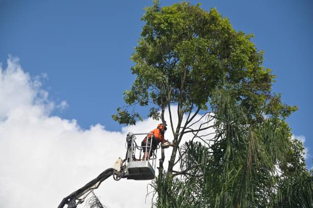 Lawn Renovation and Restoration in Brookmont, MD