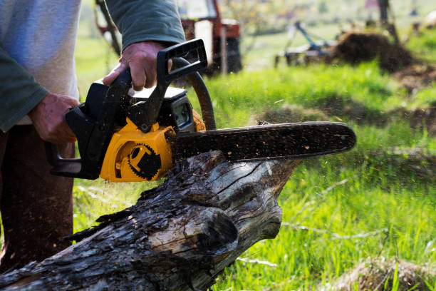 Best Tree Trimming and Pruning  in Brookmont, MD